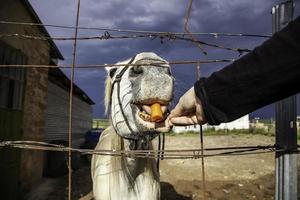 cavalo no estábulo foto