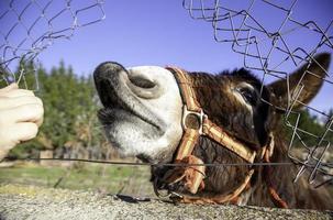 burro no campo foto