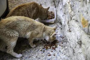 gatos vadios comendo na rua foto