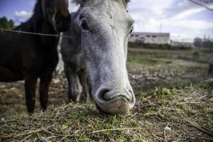 cavalo no estábulo foto