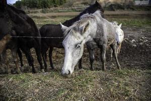 cavalo no estábulo foto