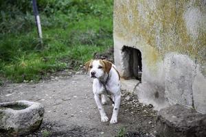 cachorro no canil foto