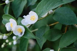 lindas flores filadélfia brancas com folhas verdes foto