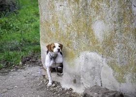 cachorro no canil foto