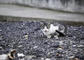 gato de rua abandonado foto