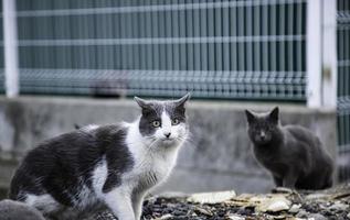 gato de rua abandonado foto