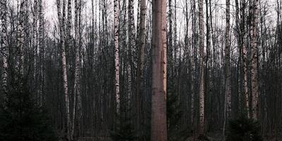 panorama da floresta de outono misterioso na névoa da manhã foto