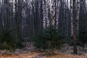 panorama da floresta de outono misterioso na névoa da manhã foto