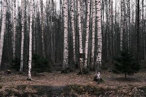 panorama da floresta de outono misterioso na névoa da manhã foto