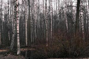 panorama da floresta de outono misterioso na névoa da manhã foto