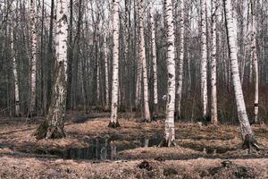 panorama da floresta de outono misterioso na névoa da manhã foto