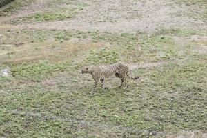 leopardo no zoológico foto