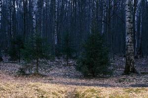 panorama da floresta de outono misterioso na névoa da manhã foto