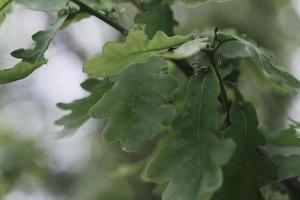 close-up de uma linda folha de carvalho verde em um galho de árvore em uma floresta