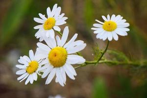 desabrochando flores amarelas de camomila com pétalas brancas em um campo foto