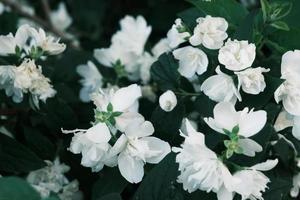 desabrochando flores de jasmim brancas no mato com folhas verdes foto
