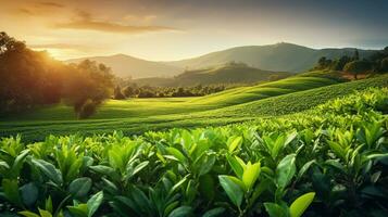 panorama chá plantação dentro Malásia foto