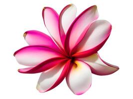 flor de frangipani isolada no fundo branco foto