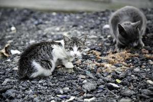 gato de rua abandonado foto