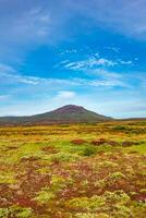 cobrir página com islandês colorida e selvagem panorama com Prado e musgo campo, vulcânico Preto areia e lava às verão com azul céu, Islândia foto