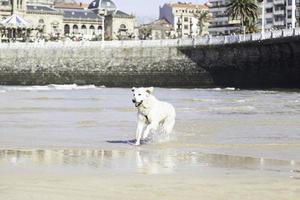 cachorro brincando na praia foto