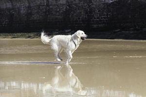 cachorro brincando na praia foto