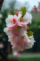 uma árvore com Rosa flores dentro frente do uma vermelho construção foto