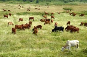 vacas e touros pastam em um campo de grama exuberante foto