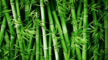 verde bambu textura. bambu floresta. verde Relva dentro a luz do sol. bambu árvore folha, plantar tronco. ai gerado. foto