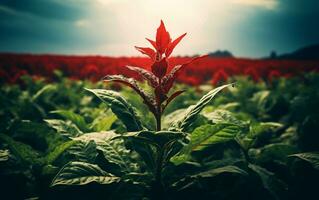 carmesim colheita foto do uma tabaco plantar com uma vermelho matiz, generativo ai