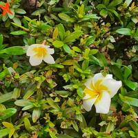 fofa e colorida flores com verde folhas dentro uma tropical país. foto