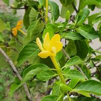 fofa e colorida flor com verde folhas dentro uma tropical país. foto