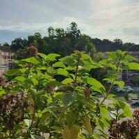 nuvens atrás flores com verde folhas dentro uma tropical país. foto