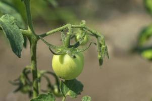 tomate fresco em fazenda orgânica foto