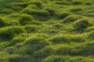 close-up de grama verde foto