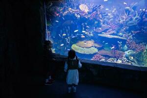 crianças desfrutando dentro oceano Exibir tanque dentro oceanário. foto