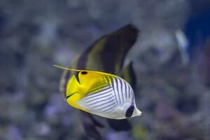 mar Raposa peixe em a mar fundo foto