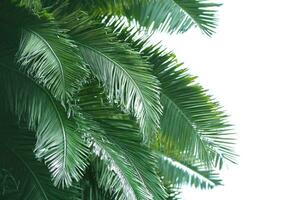 tropical Palma folhas em uma branco fundo .exótico plantar fundo. foto