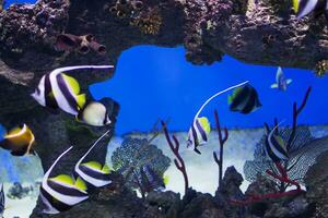 zanclus cornutus.exótico tropical peixe em a fundo do corais e recifes.a rebanho do listrado aquário esfregar foto