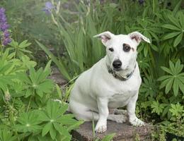 cachorro jack russell terrier foto