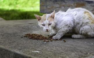 gato ferido na rua foto