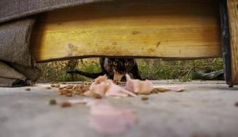 gatos vadios comendo na rua foto