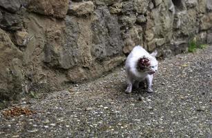 gato ferido na rua foto