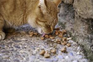 gatos vadios comendo na rua foto