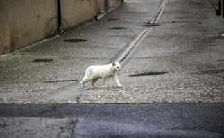 gatos de rua abandonados foto