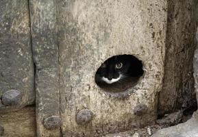 porta escondendo gato foto