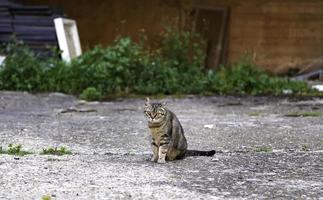 gato cinza de rua foto