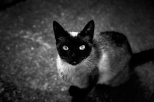 gato siamês na rua foto