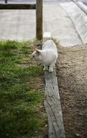 gato branco descansando rua foto