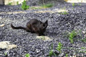 gatos de rua abandonados foto